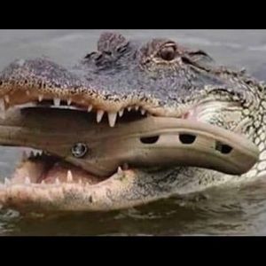 Meet your Posher, Abishai